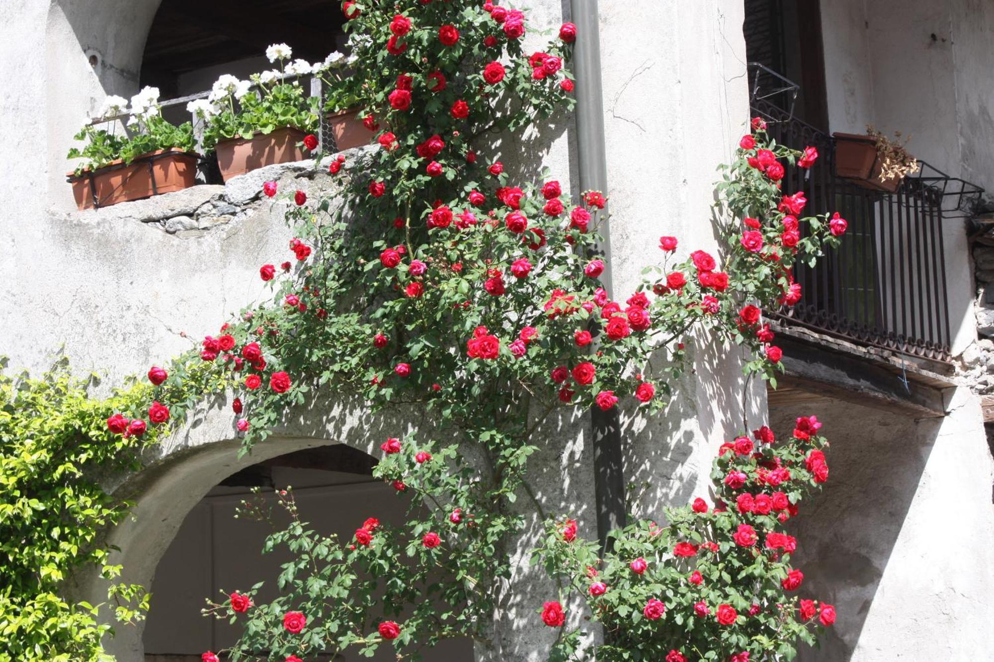 bnb casa Archi Losone Exterior foto